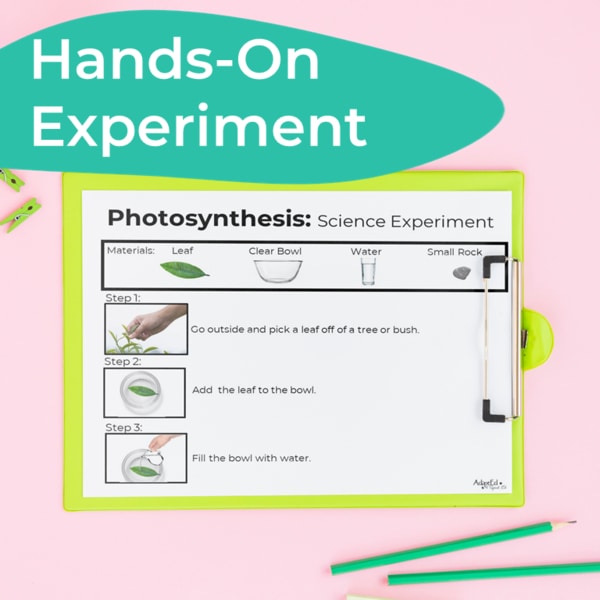 Photosynthesis Science Story + Experiment (Printable PDF) - AdaptEd4SpecialEd